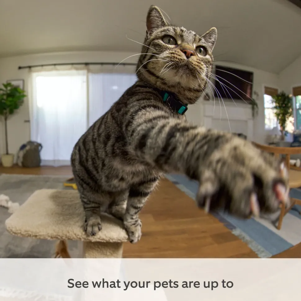 Ring Pan-Tilt Indoor Camera Vit